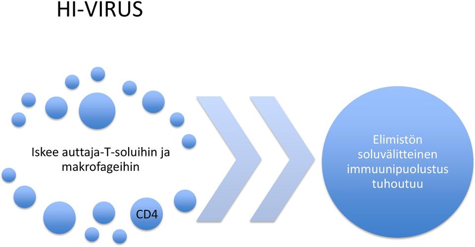 makrofageihin Elimistön