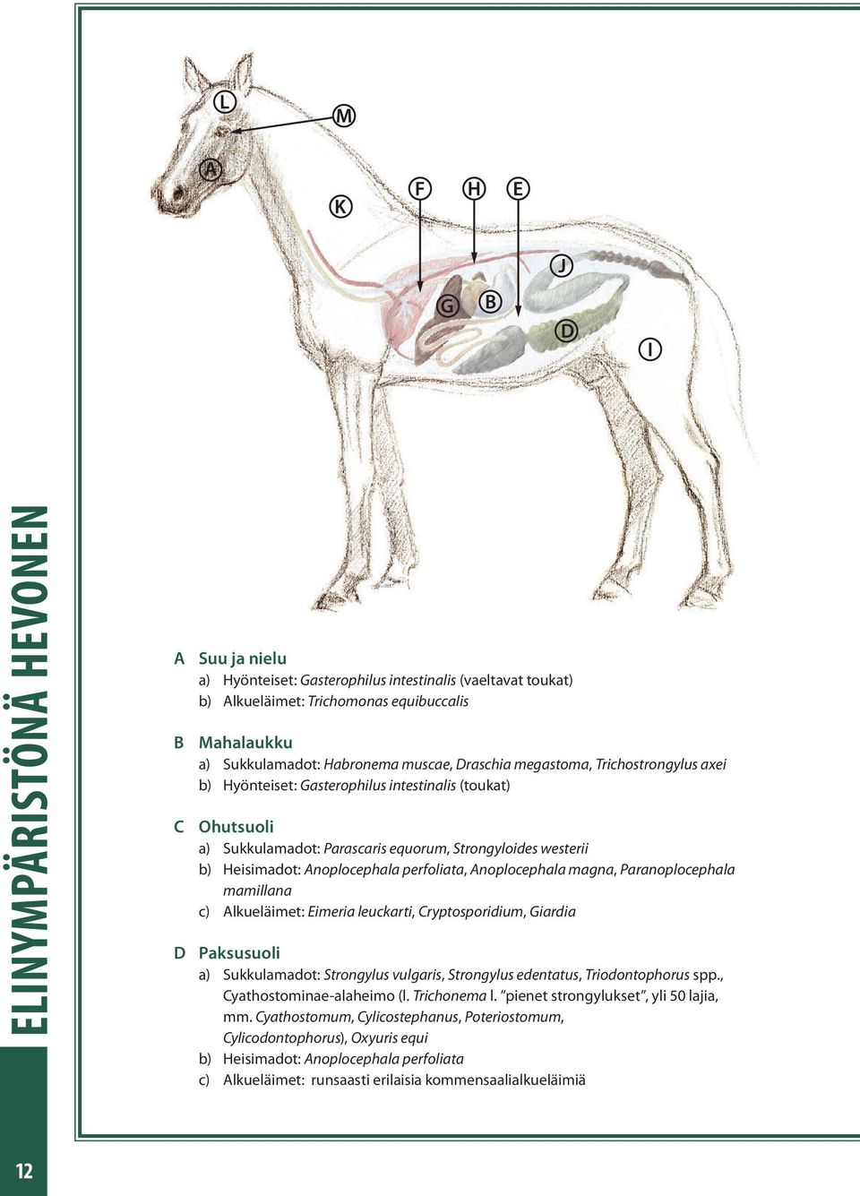 Anoplocephala magna, Paranoplocephala mamillana c) Alkueläimet: Eimeria leuckarti, Cryptosporidium, Giardia D Paksusuoli a) Sukkulamadot: Strongylus vulgaris, Strongylus edentatus, Triodontophorus