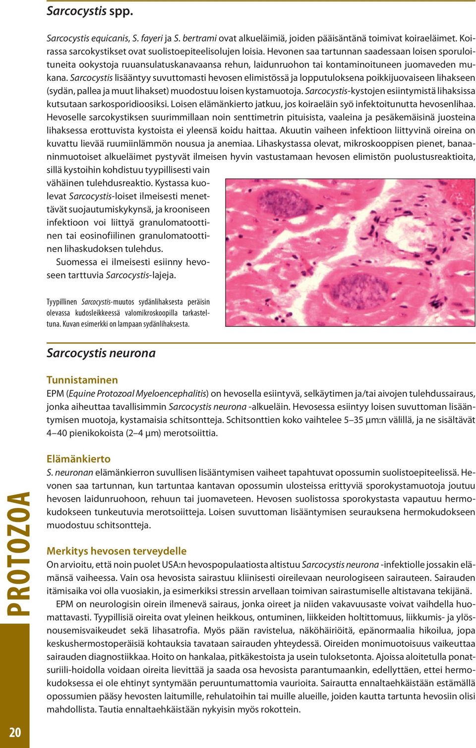 Sarcocystis lisääntyy suvuttomasti hevosen elimistössä ja lopputuloksena poikkijuovaiseen lihakseen (sydän, pallea ja muut lihakset) muodostuu loisen kystamuotoja.