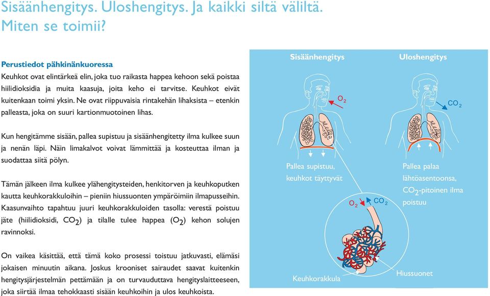 Ne ovat riippuvaisia rintakehän lihaksista etenkin palleasta, joka on suuri kartionmuotoinen lihas.