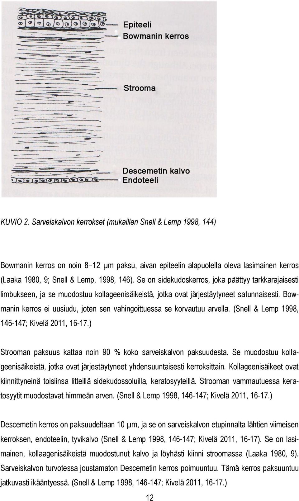 Bowmanin kerros ei uusiudu, joten sen vahingoittuessa se korvautuu arvella. (Snell & Lemp 1998, 146-147; Kivelä 2011, 16-17.) Strooman paksuus kattaa noin 90 % koko sarveiskalvon paksuudesta.