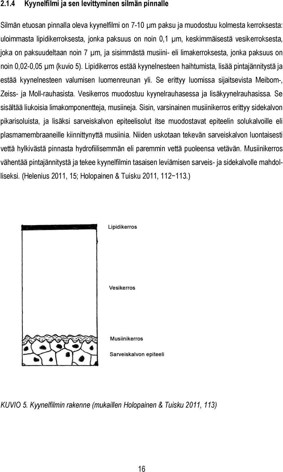 Lipidikerros estää kyynelnesteen haihtumista, lisää pintajännitystä ja estää kyynelnesteen valumisen luomenreunan yli. Se erittyy luomissa sijaitsevista Meibom-, Zeiss- ja Moll-rauhasista.