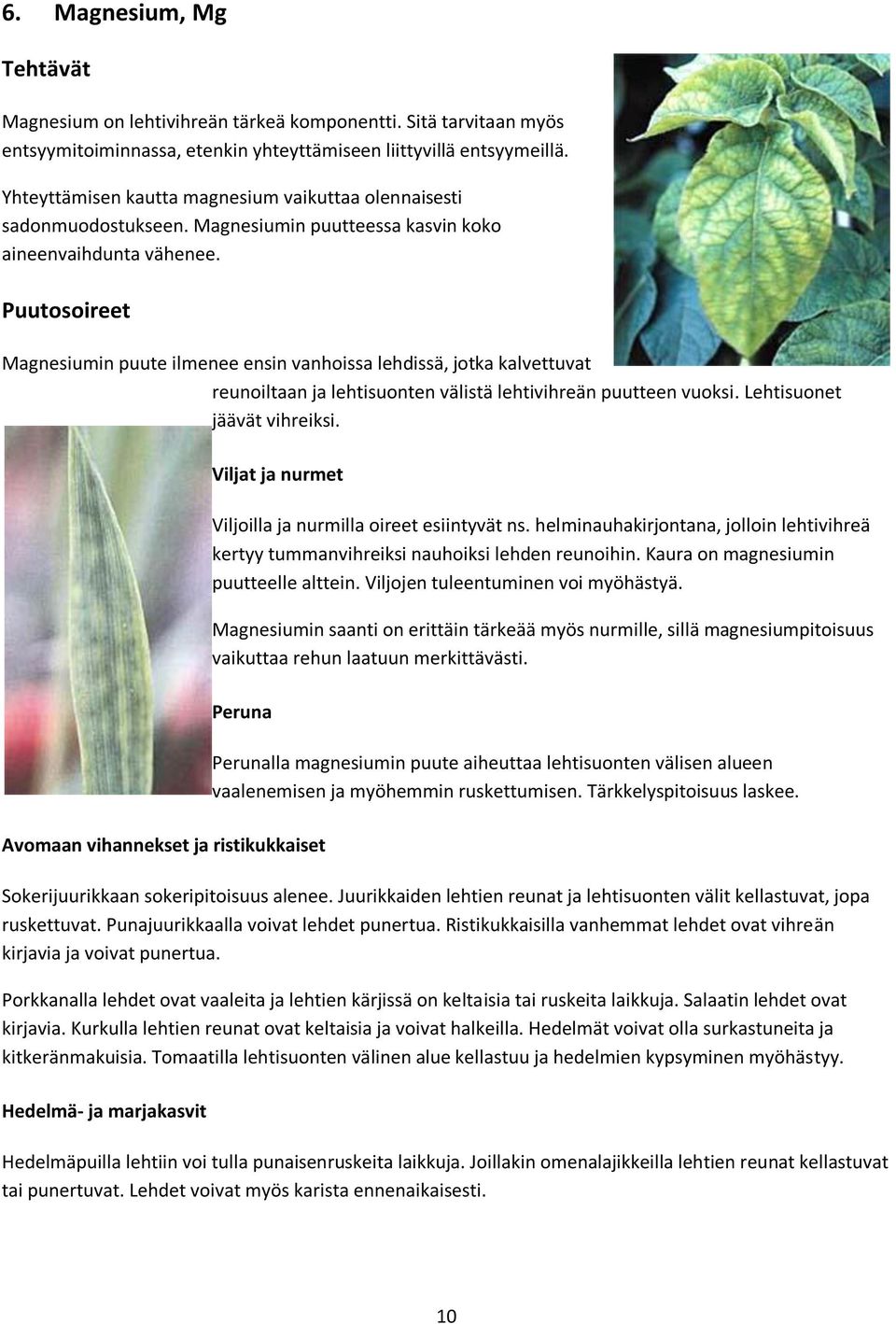 Magnesiumin puute ilmenee ensin vanhoissa lehdissä, jotka kalvettuvat reunoiltaan ja lehtisuonten välistä lehtivihreän puutteen vuoksi. Lehtisuonet jäävät vihreiksi.