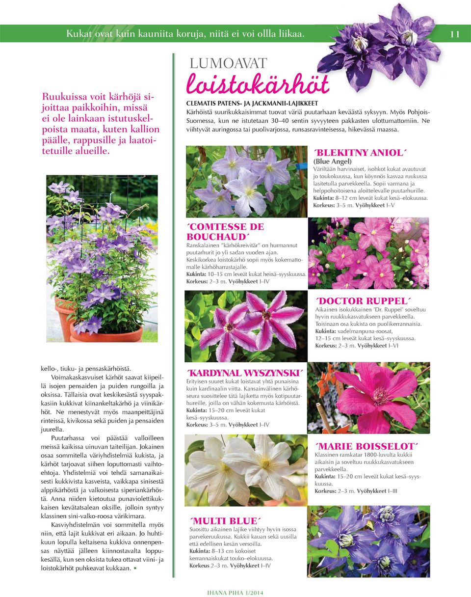 CLEMATIS PATENS- JA JACKMANII-LAJIKKEET Kärhöistä suurikukkaisimmat tuovat väriä puutarhaan keväästä syksyyn.