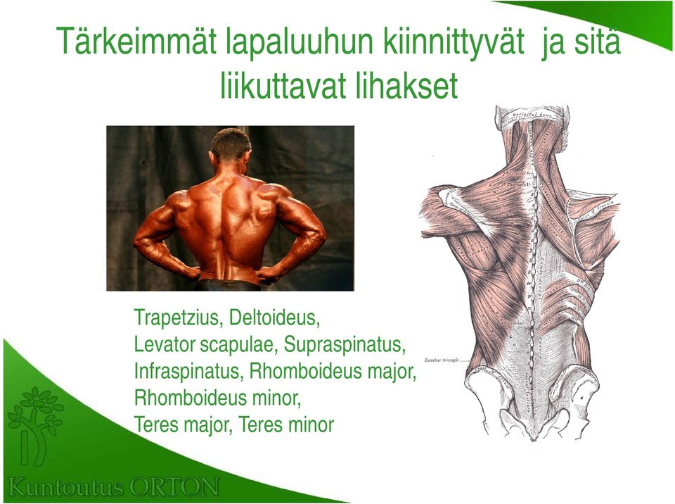 Levator scapulae, Supraspinatus, Infraspinatus,