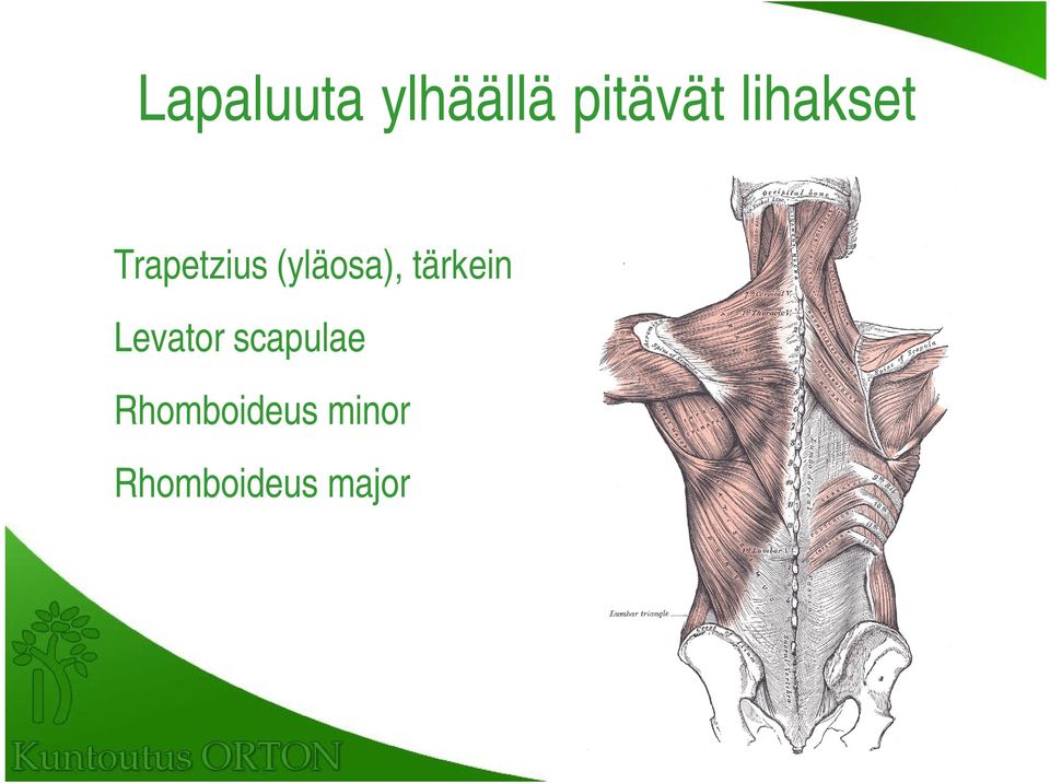 tärkein Levator scapulae