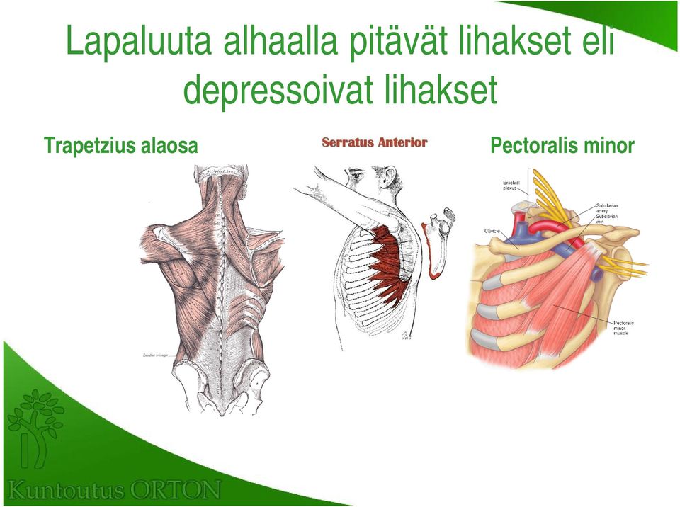 depressoivat lihakset