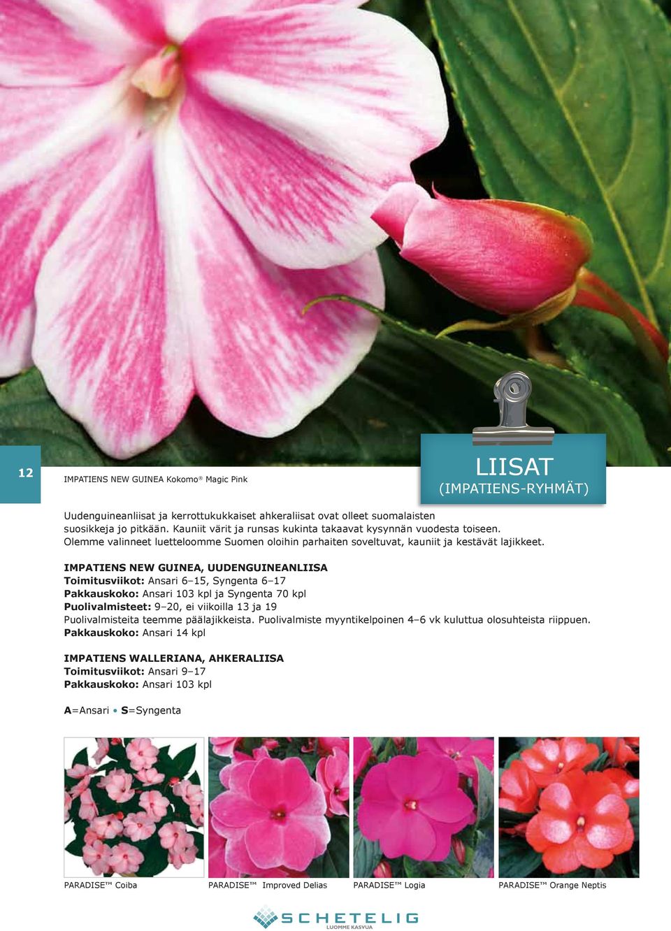 IMPATIENS NEW GUINEA, UUDENGUINEANLIISA Toimitusviikot: Ansari 6 15, Syngenta 6 17 Pakkauskoko: Ansari 103 kpl ja Syngenta 70 kpl Puolivalmisteet: 9 20, ei viikoilla 13 ja 19 Puolivalmisteita teemme