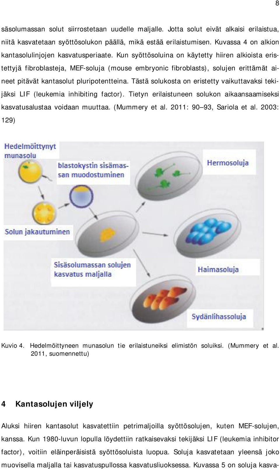 Kun syöttösoluina on käytetty hiiren alkioista eristettyjä fibroblasteja, MEF-soluja (mouse embryonic fibroblasts), solujen erittämät aineet pitävät kantasolut pluripotentteina.