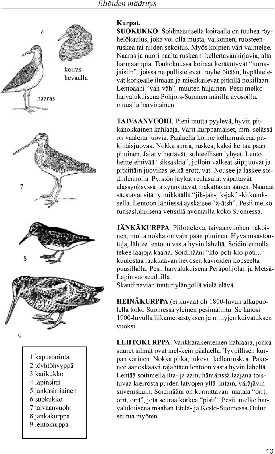 Toukokuussa koiraat kerääntyvät turnajaisiin, joissa ne pullistelevat röyhelöitään, hypähtelevät korkealle ilmaan ja miekkailevat pitkillä nokillaan. Lentoääni väh-väh, muuten hiljainen.