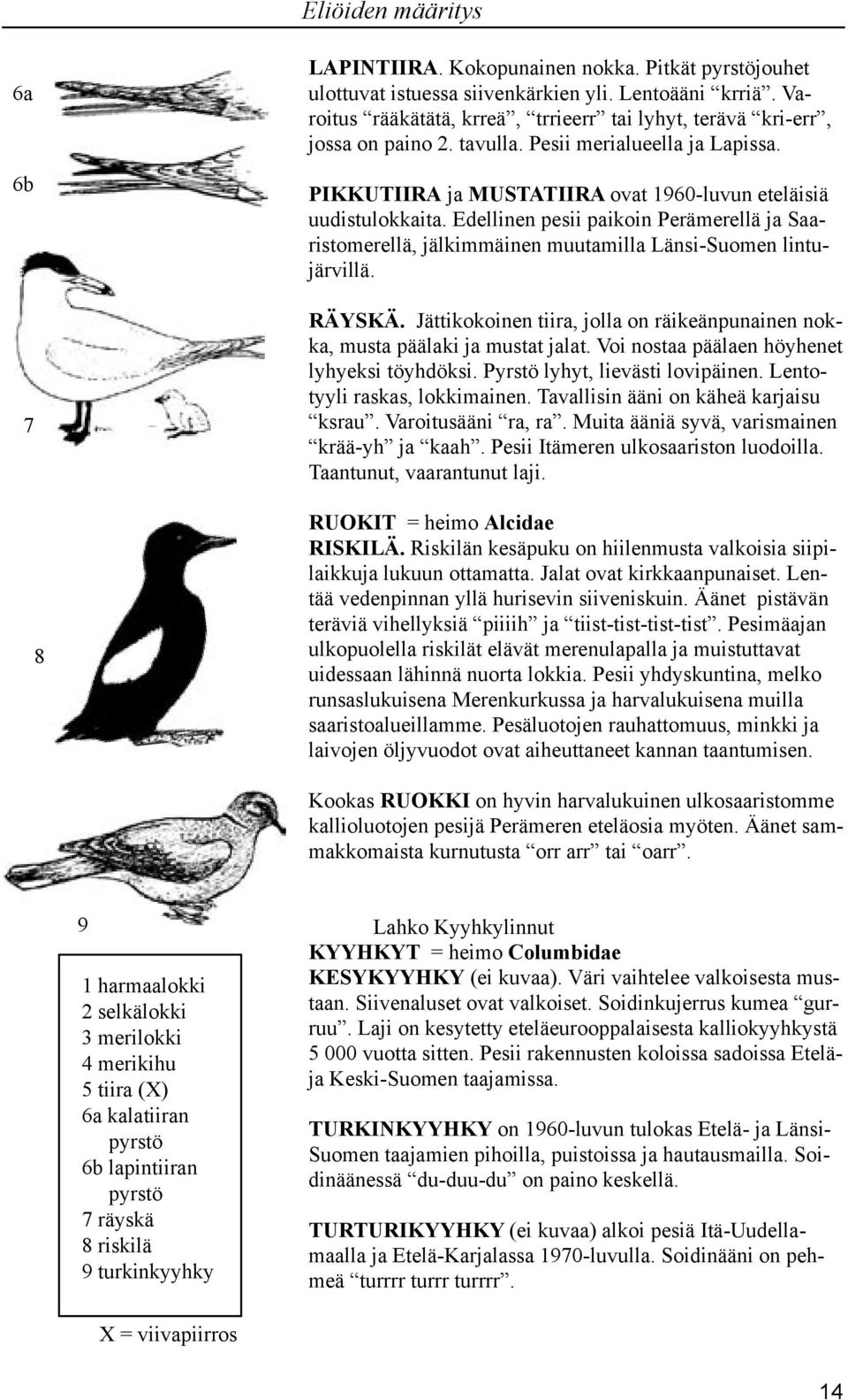 Edellinen pesii paikoin Perämerellä ja Saaristomerellä, jälkimmäinen muutamilla Länsi-Suomen lintujärvillä. RÄYSKÄ. Jättikokoinen tiira, jolla on räikeänpunainen nokka, musta päälaki ja mustat jalat.