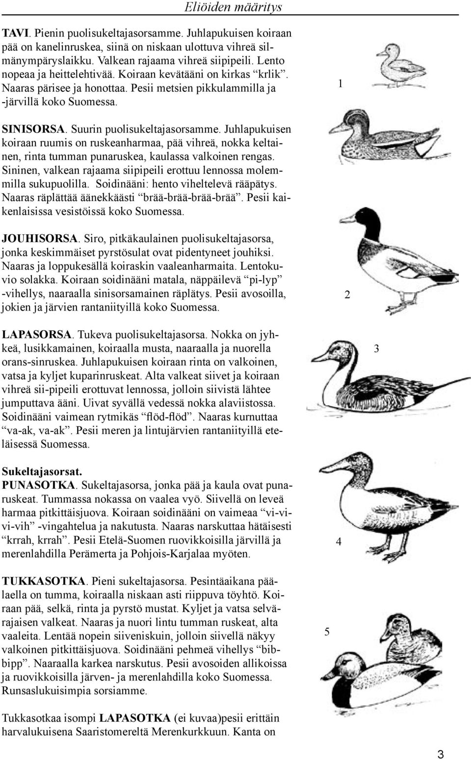 Juhlapukuisen koiraan ruumis on ruskeanharmaa, pää vihreä, nokka keltainen, rinta tumman punaruskea, kaulassa valkoinen rengas.