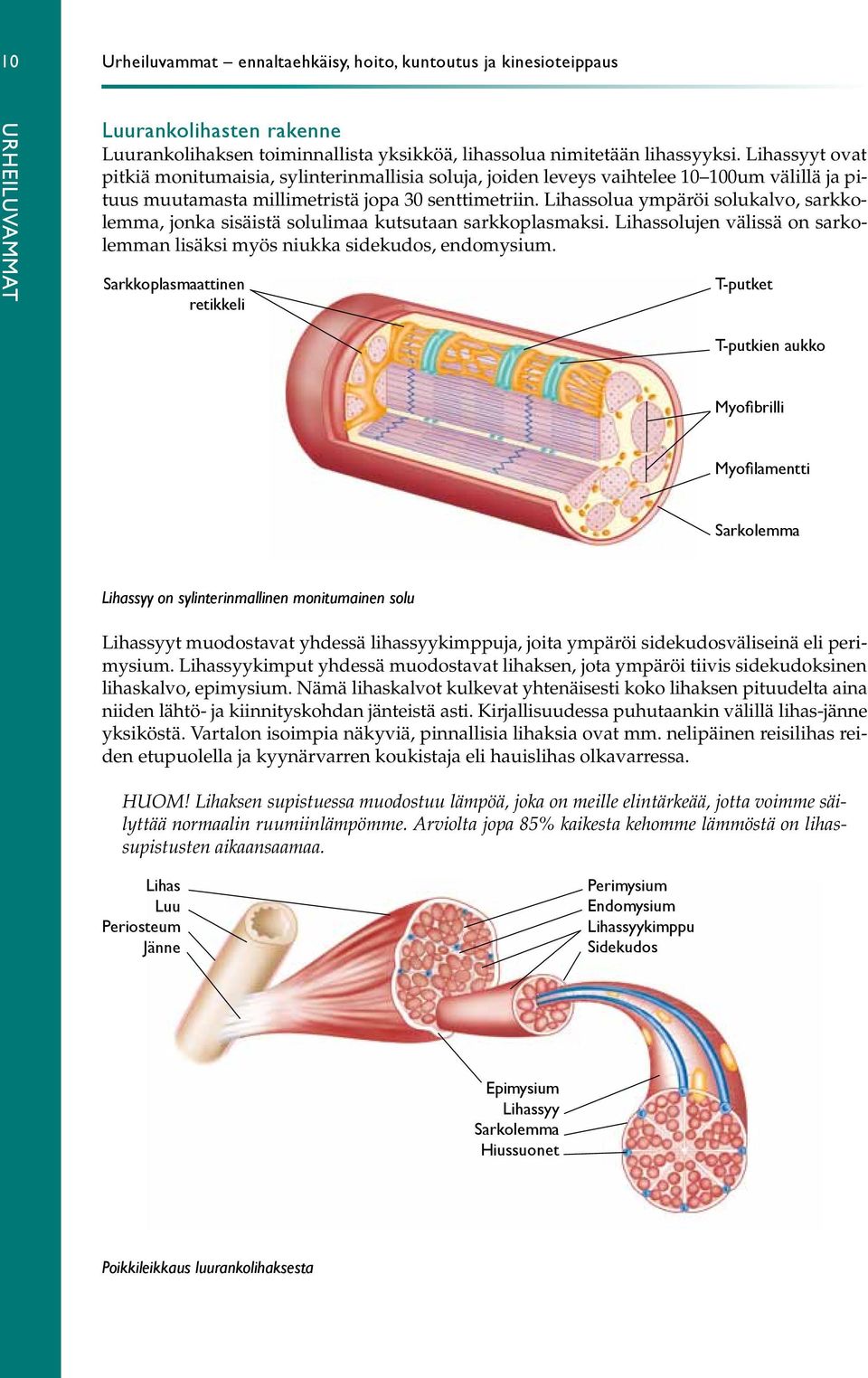 Lihassolua ympäröi solukalvo, sarkkolemma, jonka sisäistä solulimaa kutsutaan sarkkoplasmaksi. Lihassolujen välissä on sarkolemman lisäksi myös niukka sidekudos, endomysium.