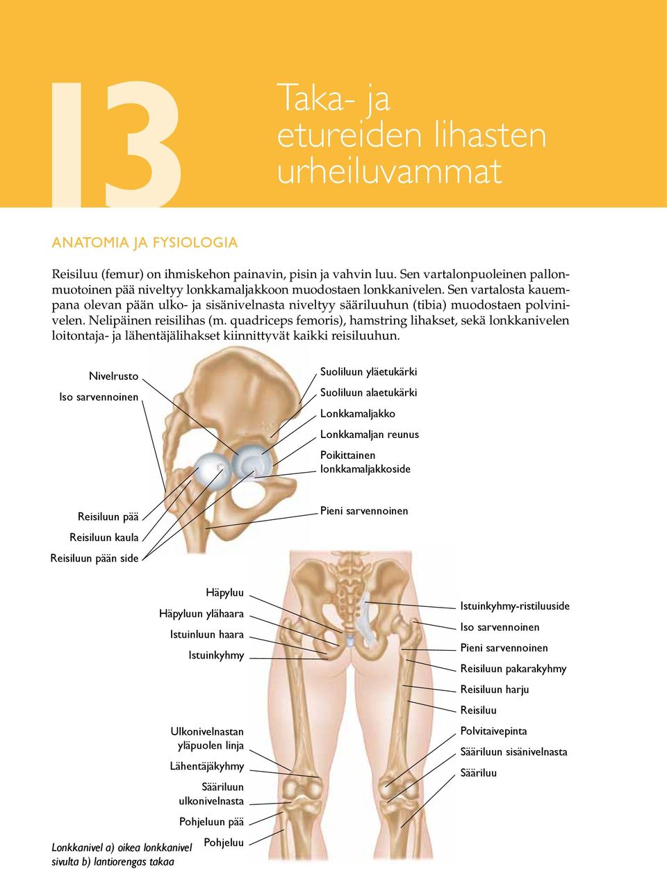 Sen vartalosta kauempana olevan pään ulko- ja sisänivelnasta niveltyy sääriluuhun (tibia) muodostaen polvinivelen. Nelipäinen reisilihas (m.