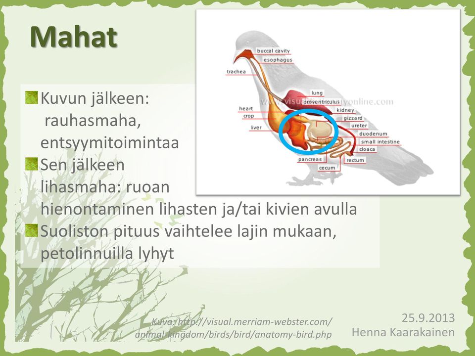 Suoliston pituus vaihtelee lajin mukaan, petolinnuilla lyhyt Kuva: