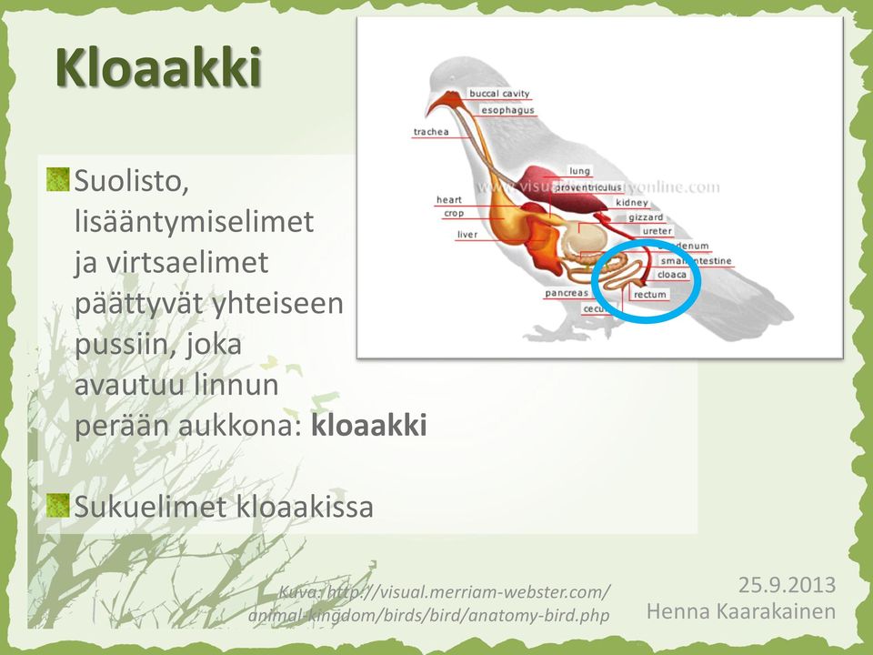 aukkona: kloaakki Sukuelimet kloaakissa Kuva: