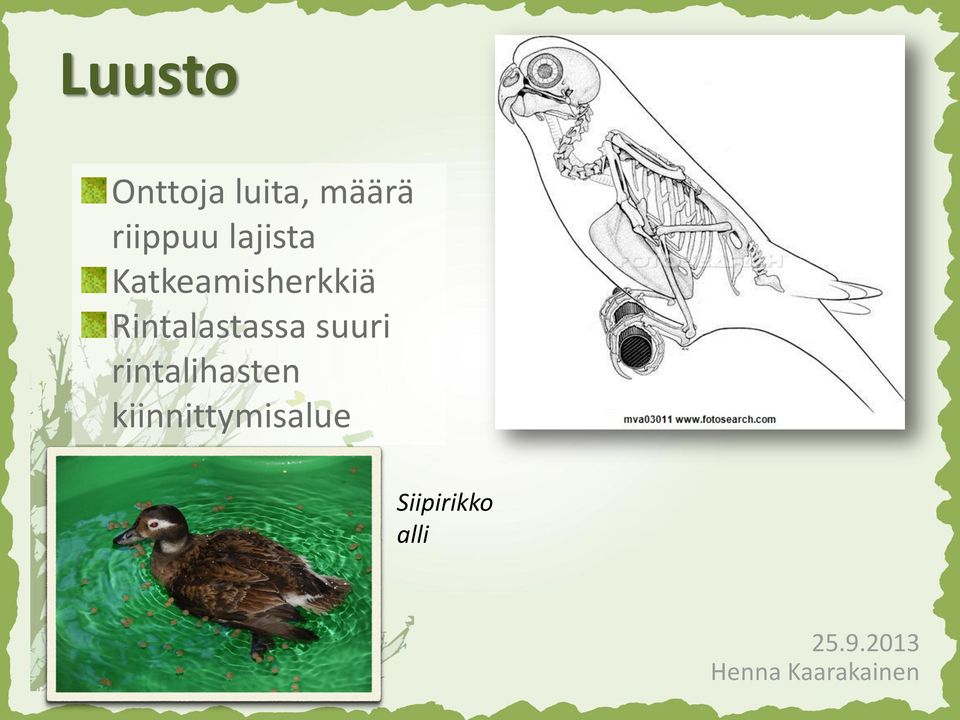 Katkeamisherkkiä Rintalastassa