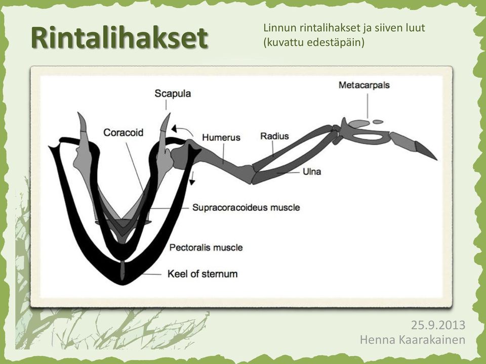 rintalihakset ja