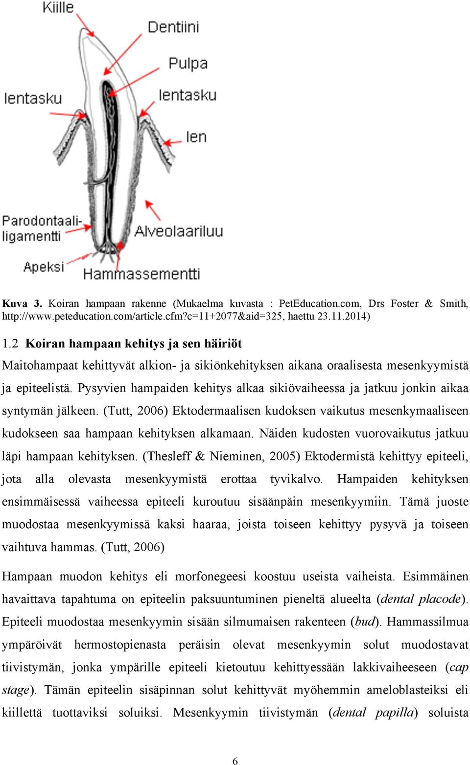 Pysyvien hampaiden kehitys alkaa sikiövaiheessa ja jatkuu jonkin aikaa syntymän jälkeen. (Tutt, 2006) Ektodermaalisen kudoksen vaikutus mesenkymaaliseen kudokseen saa hampaan kehityksen alkamaan.