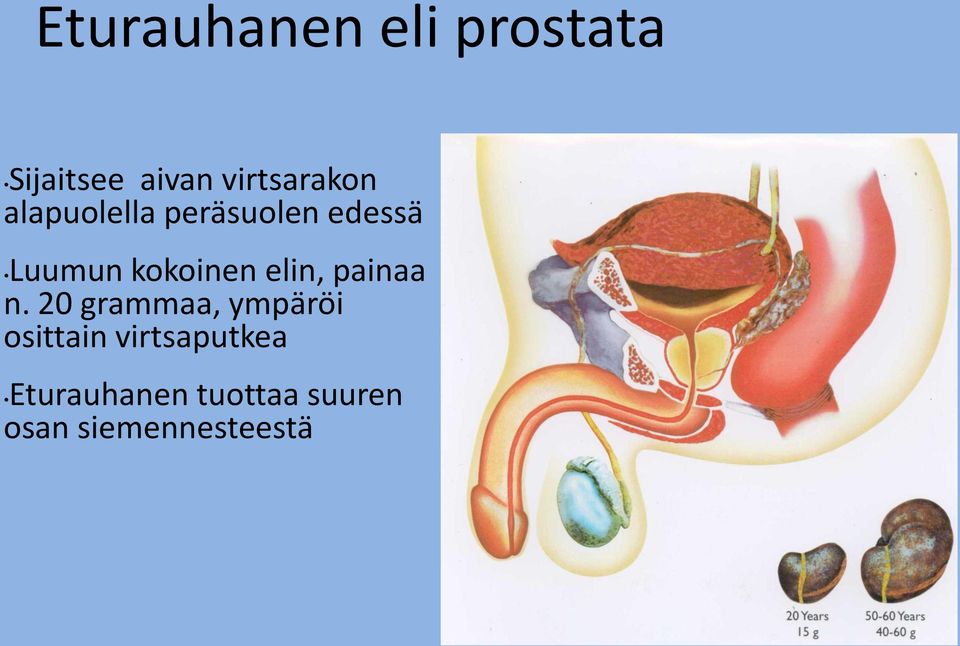 kokoinen elin, painaa n.