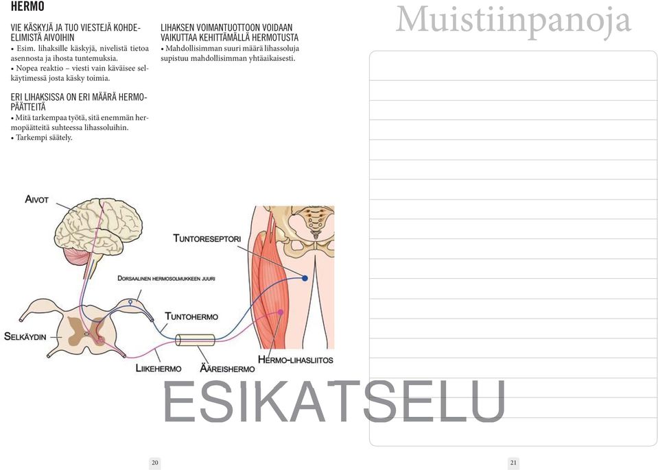 ERI LIHAKSISSA ON ERI MÄÄRÄ HERMO- PÄÄTTEITÄ mopäätteitä suhteessa lihassoluihin.