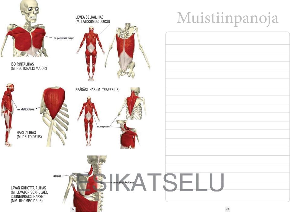 PECTORALIS MAJOR) EPÄKÄSLIHAS (M.