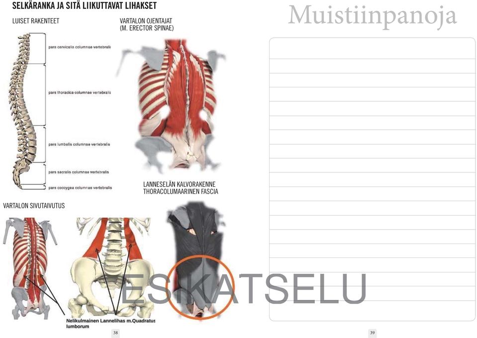 ERECTOR SPINAE) LANNESELÄN KALVORAKENNE