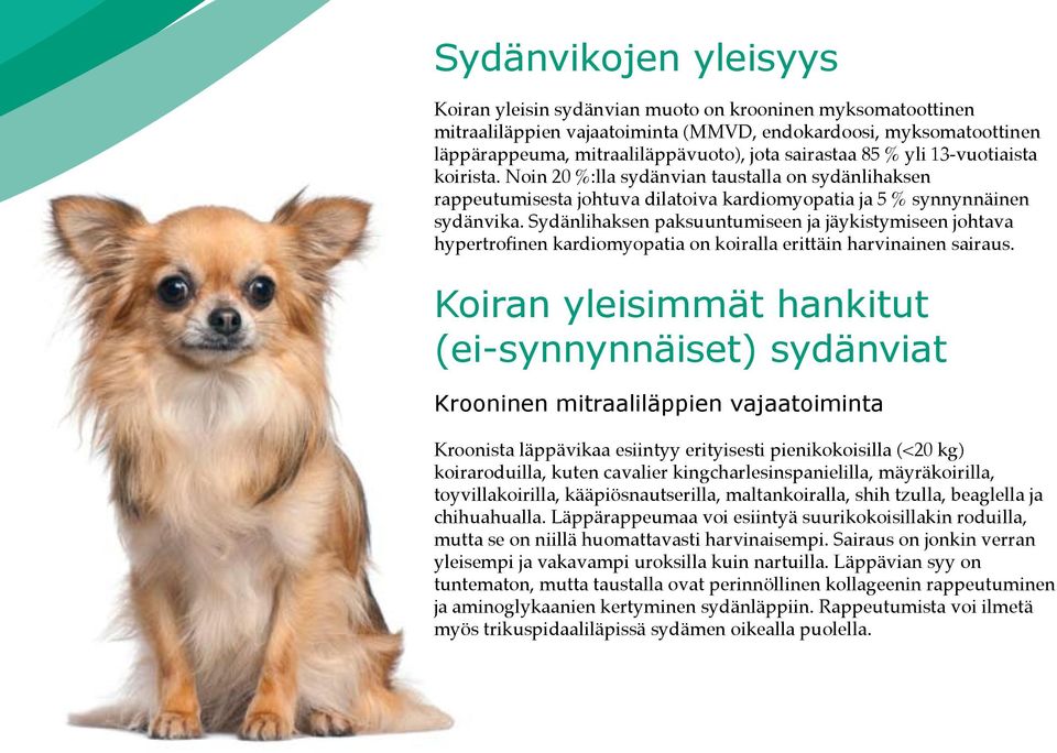 Sydänlihaksen paksuuntumiseen ja jäykistymiseen johtava hypertrofinen kardiomyopatia on koiralla erittäin harvinainen sairaus.