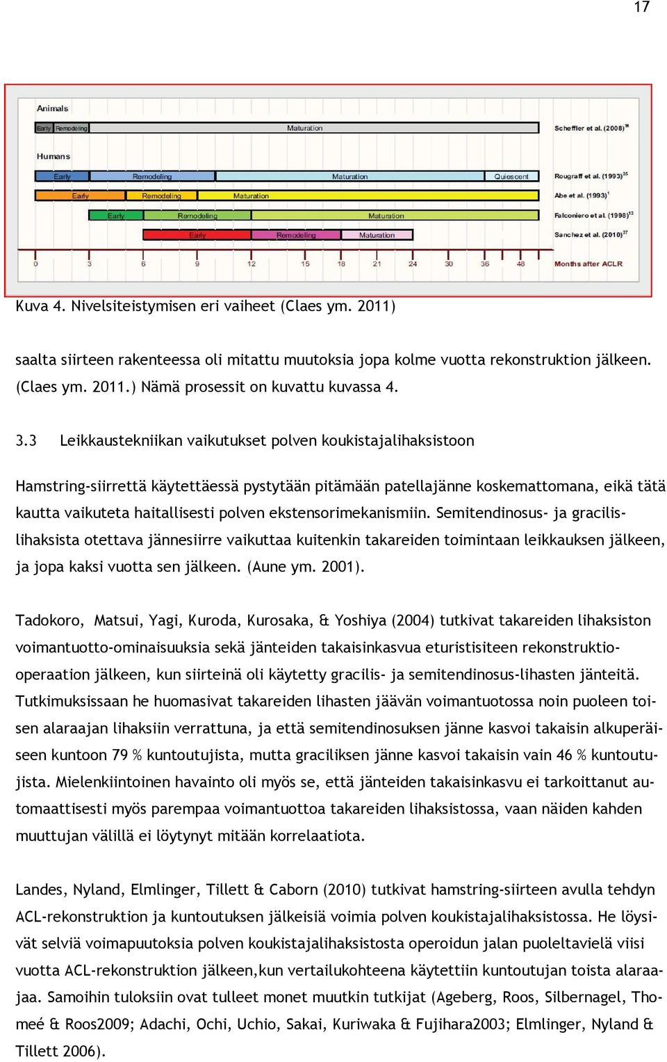 ekstensorimekanismiin. Semitendinosus- ja gracilislihaksista otettava jännesiirre vaikuttaa kuitenkin takareiden toimintaan leikkauksen jälkeen, ja jopa kaksi vuotta sen jälkeen. (Aune ym. 2001).