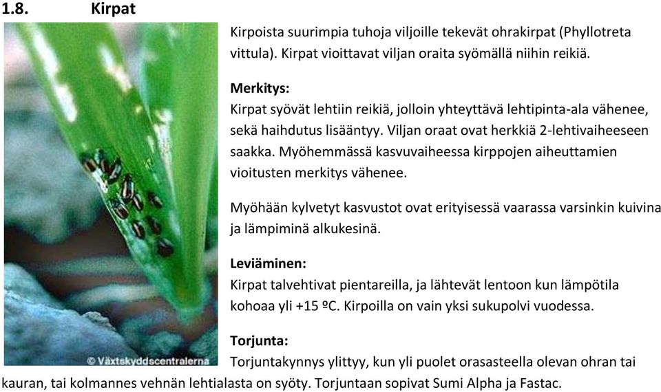 Myöhemmässä kasvuvaiheessa kirppojen aiheuttamien vioitusten merkitys vähenee. Myöhään kylvetyt kasvustot ovat erityisessä vaarassa varsinkin kuivina ja lämpiminä alkukesinä.