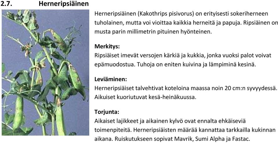 Tuhoja on eniten kuivina ja lämpiminä kesinä. Herneripsiäiset talvehtivat koteloina maassa noin 20 cm:n syvyydessä. Aikuiset kuoriutuvat kesä-heinäkuussa.