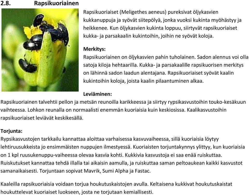 Sadon alennus voi olla satoja kiloja hehtaarilla. Kukka- ja parsakaalille rapsikuorisen merkitys on lähinnä sadon laadun alentajana.