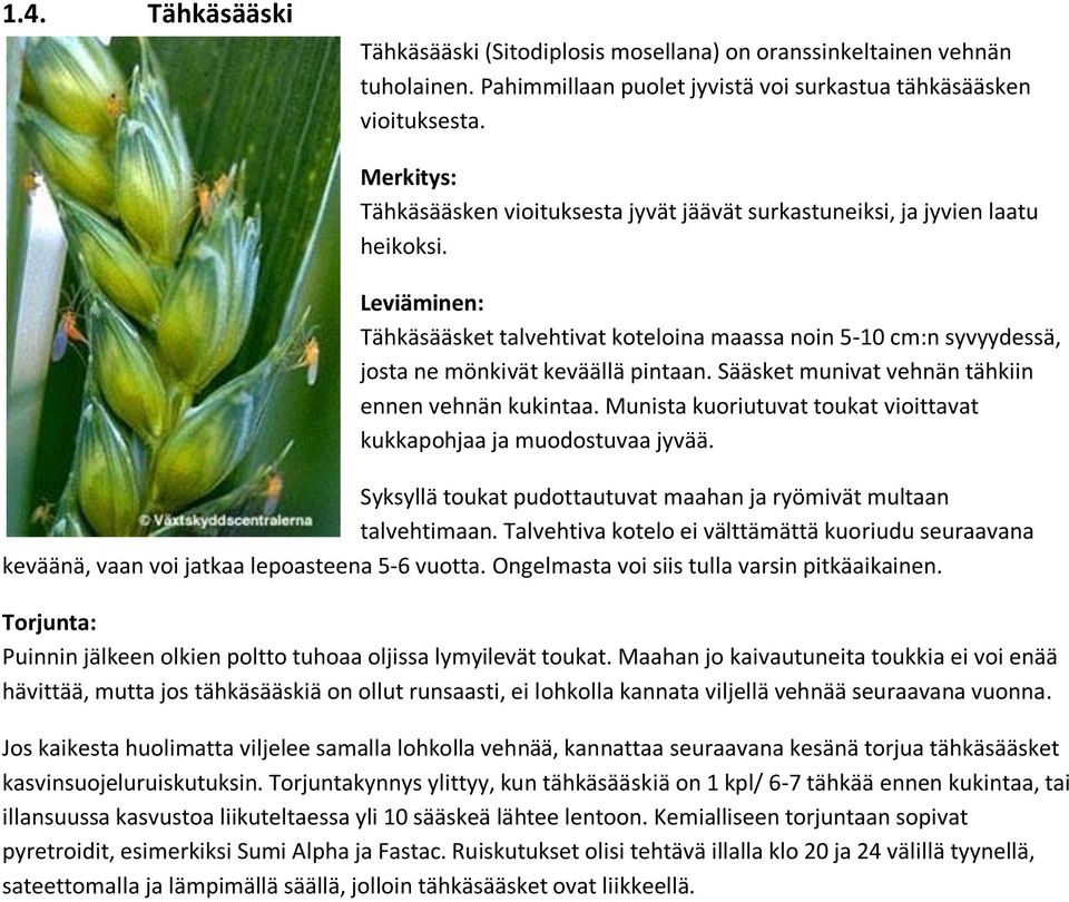 Sääsket munivat vehnän tähkiin ennen vehnän kukintaa. Munista kuoriutuvat toukat vioittavat kukkapohjaa ja muodostuvaa jyvää. Syksyllä toukat pudottautuvat maahan ja ryömivät multaan talvehtimaan.