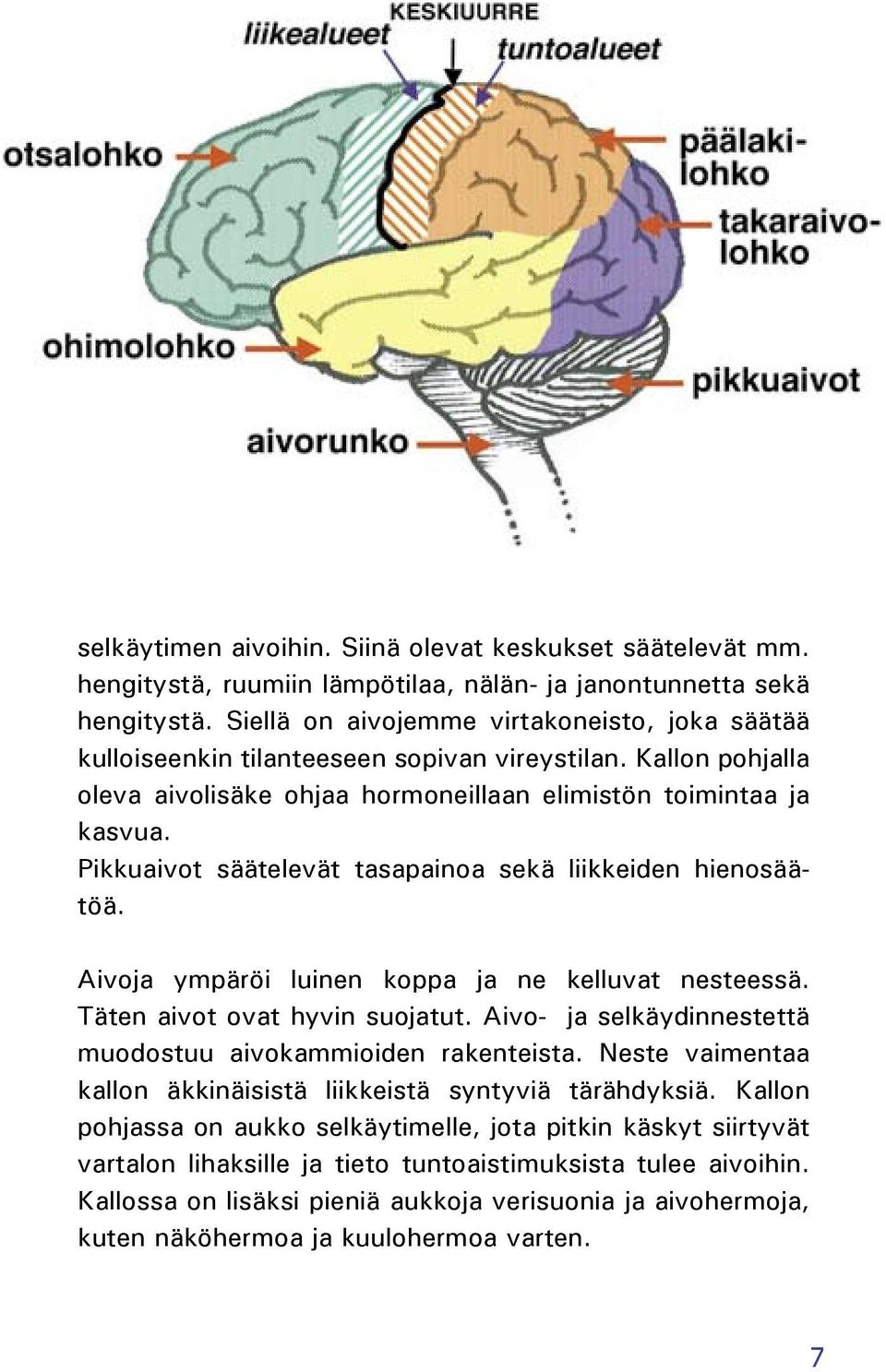 Pikkuaivot säätelevät tasapainoa sekä liikkeiden hienosäätöä. Aivoja ympäröi luinen koppa ja ne kelluvat nesteessä. Täten aivot ovat hyvin suojatut.