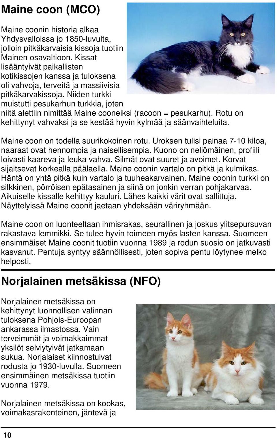 Niiden turkki muistutti pesukarhun turkkia, joten niitä alettiin nimittää Maine cooneiksi (racoon = pesukarhu). Rotu on kehittynyt vahvaksi ja se kestää hyvin kylmää ja säänvaihteluita.