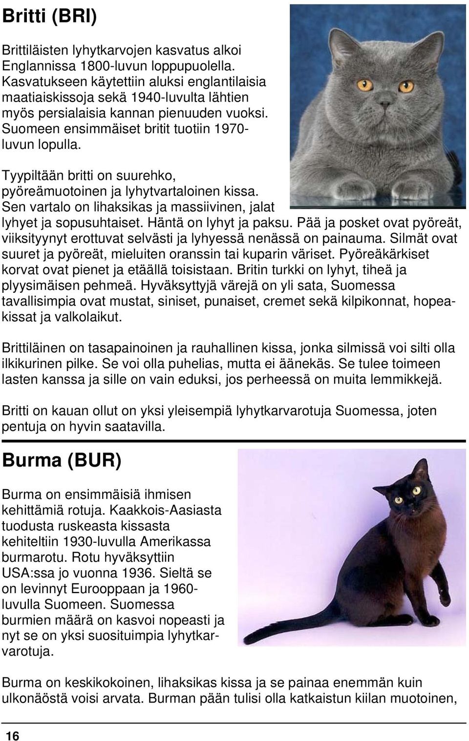 Tyypiltään britti on suurehko, pyöreämuotoinen ja lyhytvartaloinen kissa. Sen vartalo on lihaksikas ja massiivinen, jalat lyhyet ja sopusuhtaiset. Häntä on lyhyt ja paksu.