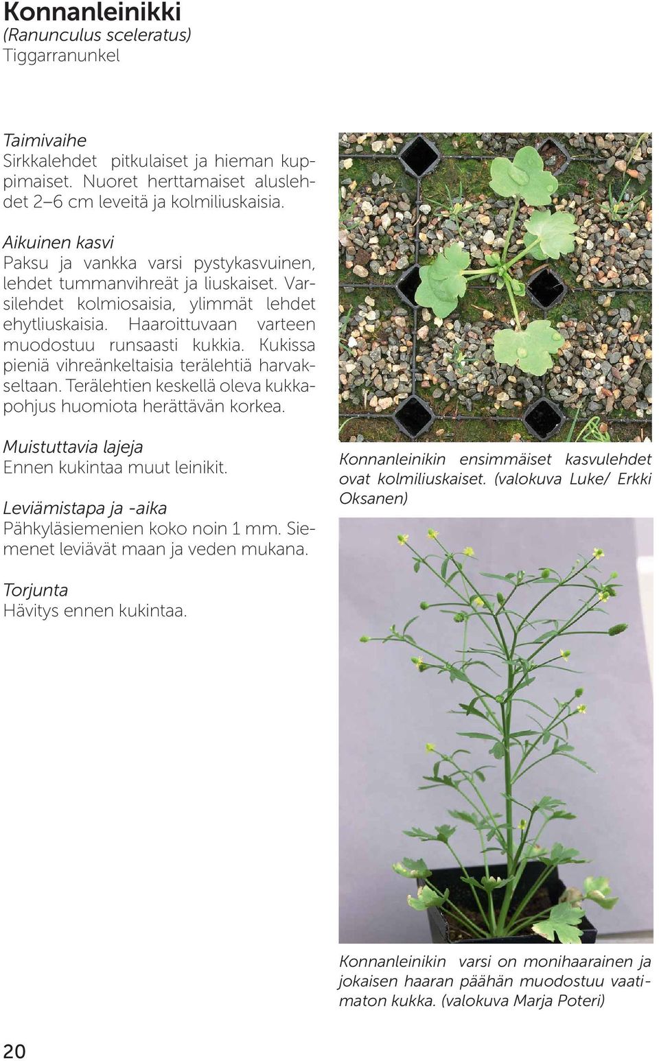 Kukissa pieniä vihreänkeltaisia terälehtiä harvakseltaan. Terälehtien keskellä oleva kukkapohjus huomiota herättävän korkea. Muistuttavia lajeja Ennen kukintaa muut leinikit.