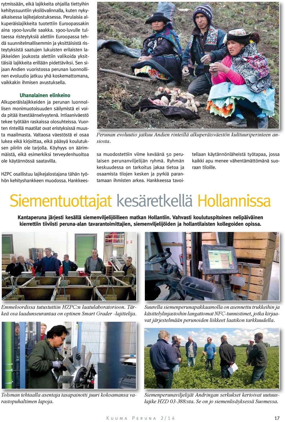 1900-luvulle tultaessa risteytyksiä alettiin Euroopassa tehdä suunnitelmallisemmin ja yksittäisistä risteytyksistä saatujen lukuisten erilaisten lajikkeiden joukosta alettiin valikoida yksittäisiä