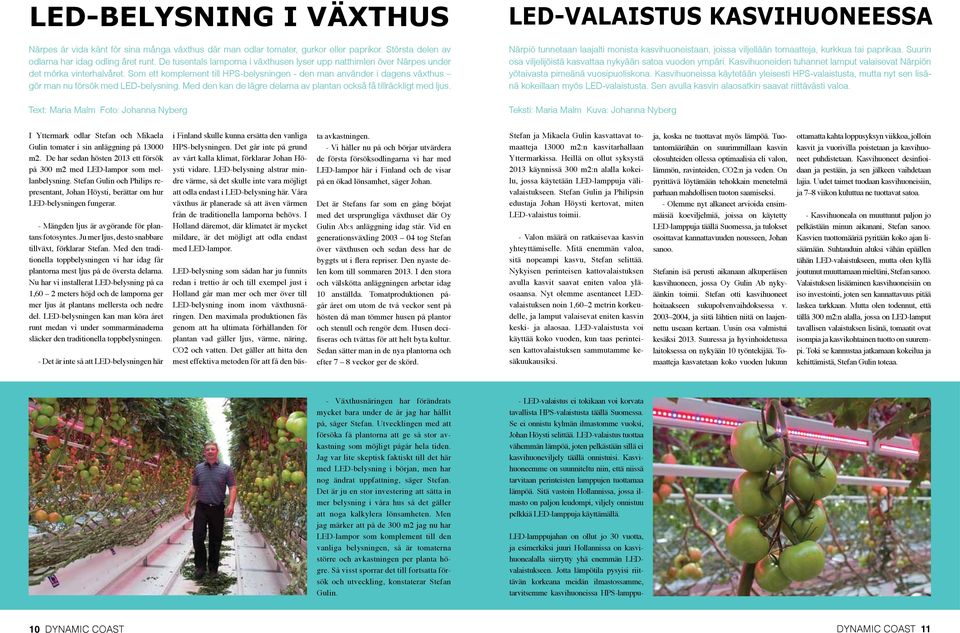 Som ett komplement till HPS-belysningen - den man använder i dagens växthus gör man nu försök med LED-belysning. Med den kan de lägre delarna av plantan också få tillräckligt med ljus.