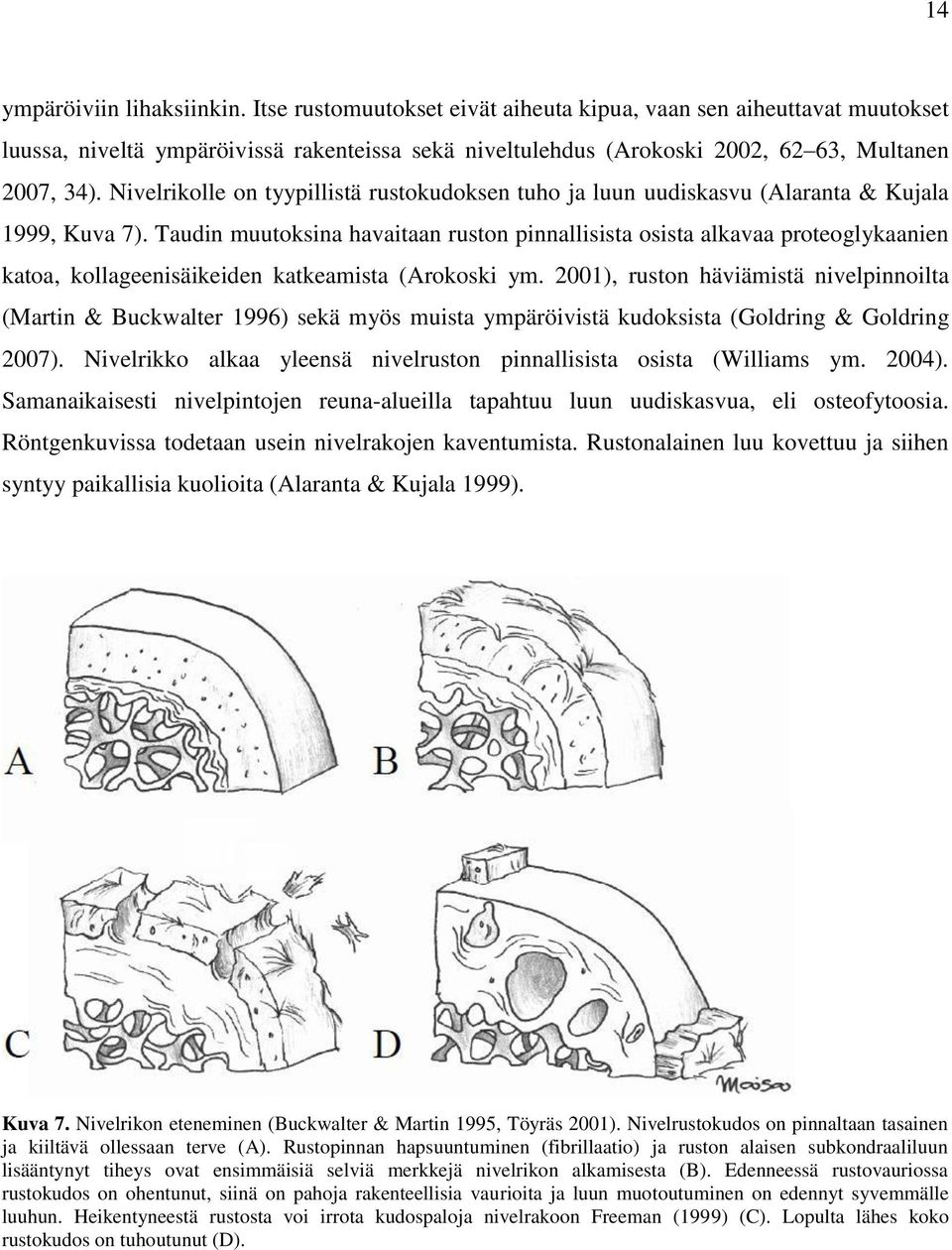 Nivelrikolle on tyypillistä rustokudoksen tuho ja luun uudiskasvu (Alaranta & Kujala 1999, Kuva 7).