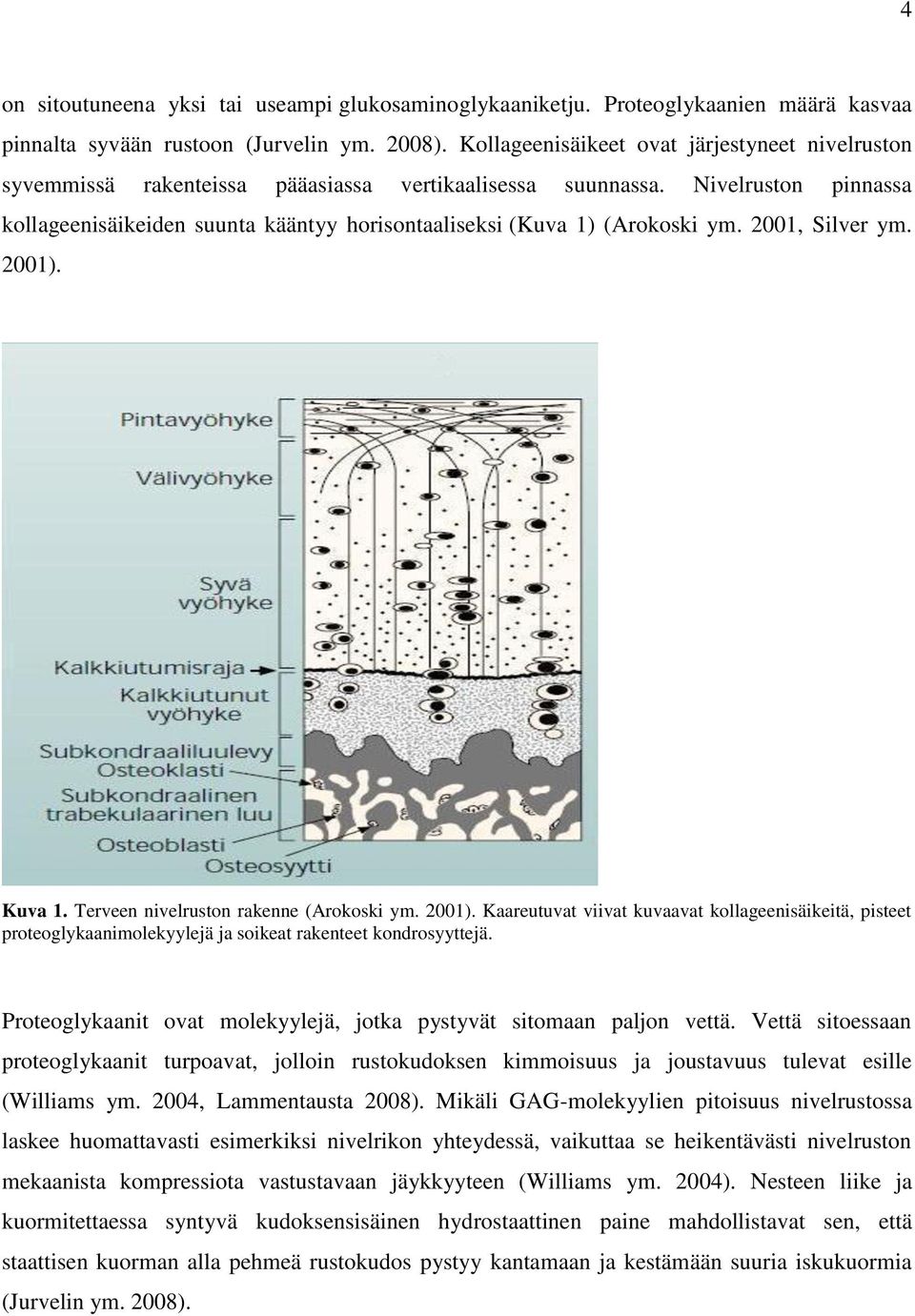 Nivelruston pinnassa kollageenisäikeiden suunta kääntyy horisontaaliseksi (Kuva 1) (Arokoski ym. 2001, Silver ym. 2001).