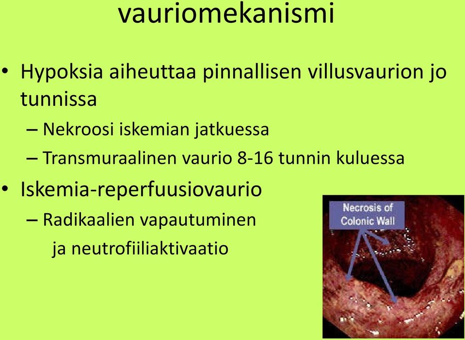 Transmuraalinen vaurio 8-16 tunnin kuluessa