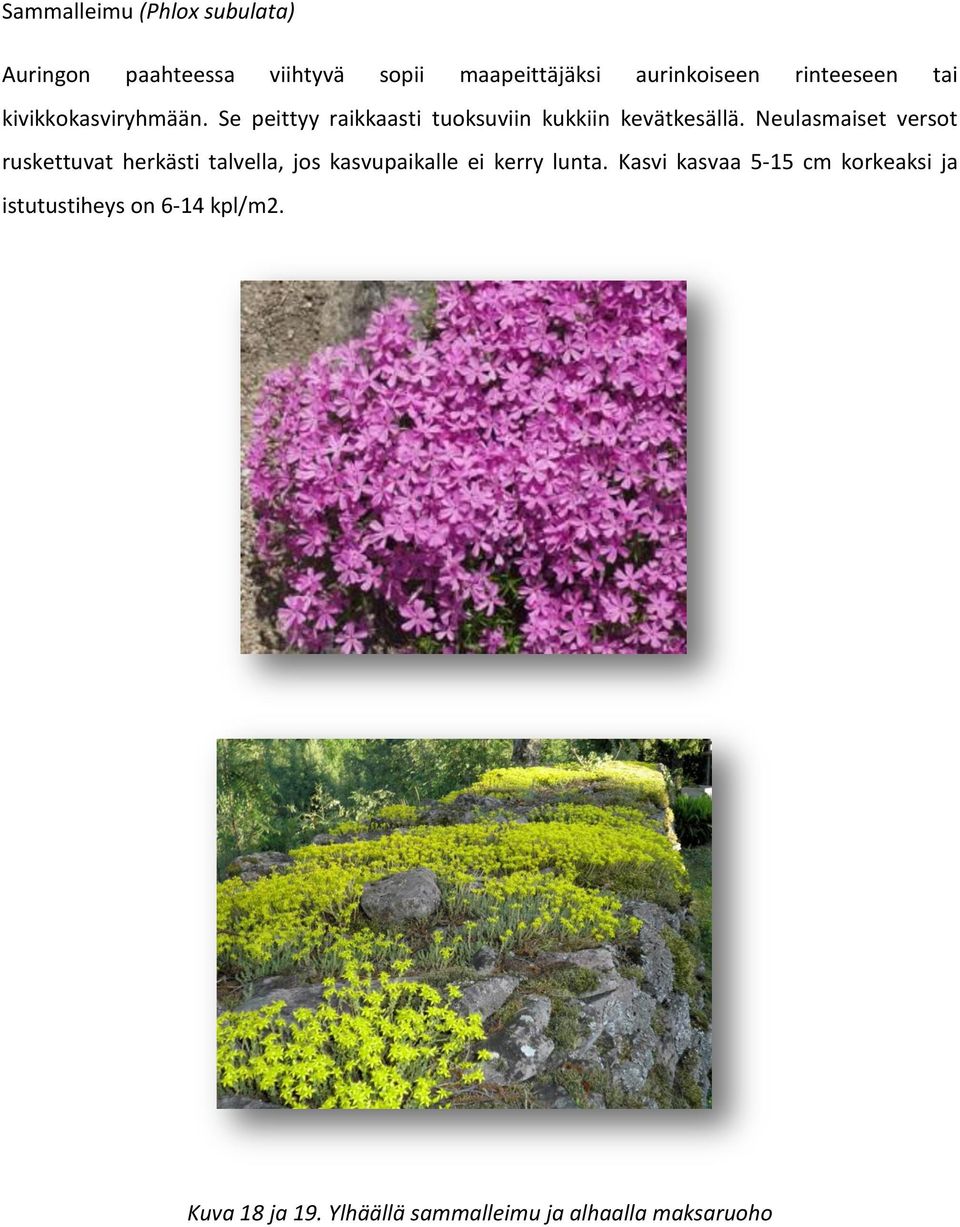 Neulasmaiset versot ruskettuvat herkästi talvella, jos kasvupaikalle ei kerry lunta.