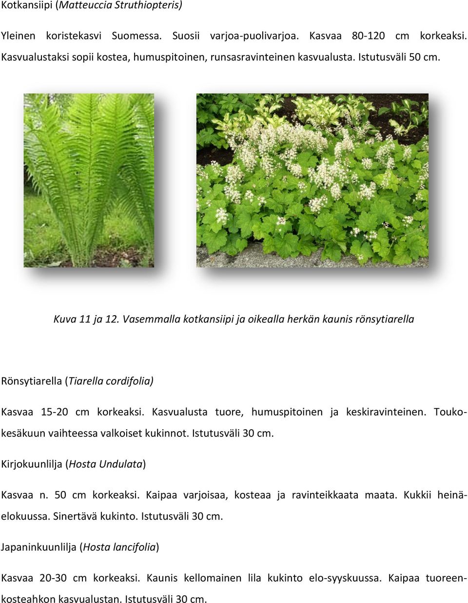 Kasvualusta tuore, humuspitoinen ja keskiravinteinen. Toukokesäkuun vaihteessa valkoiset kukinnot. Istutusväli 30 cm. Kirjokuunlilja (Hosta Undulata) Kasvaa n. 50 cm korkeaksi.