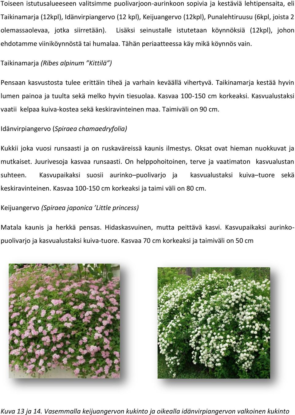 Taikinamarja (Ribes alpinum Kittilä ) Pensaan kasvustosta tulee erittäin tiheä ja varhain keväällä vihertyvä. Taikinamarja kestää hyvin lumen painoa ja tuulta sekä melko hyvin tiesuolaa.