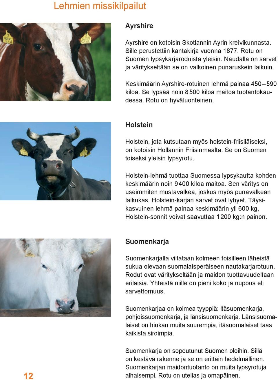 Rotu on hyväluonteinen. Holstein Holstein, jota kutsutaan myös holstein-friisiläiseksi, on kotoisin Hollannin Friisinmaalta. Se on Suomen toiseksi yleisin lypsyrotu.