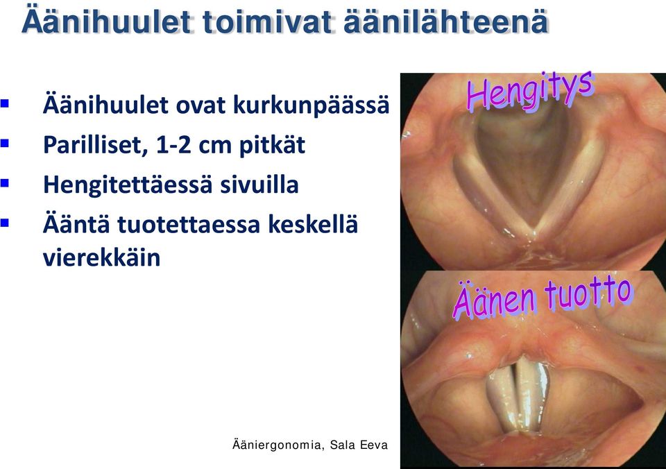 Hengitettäessä sivuilla Ääntä tuotettaessa