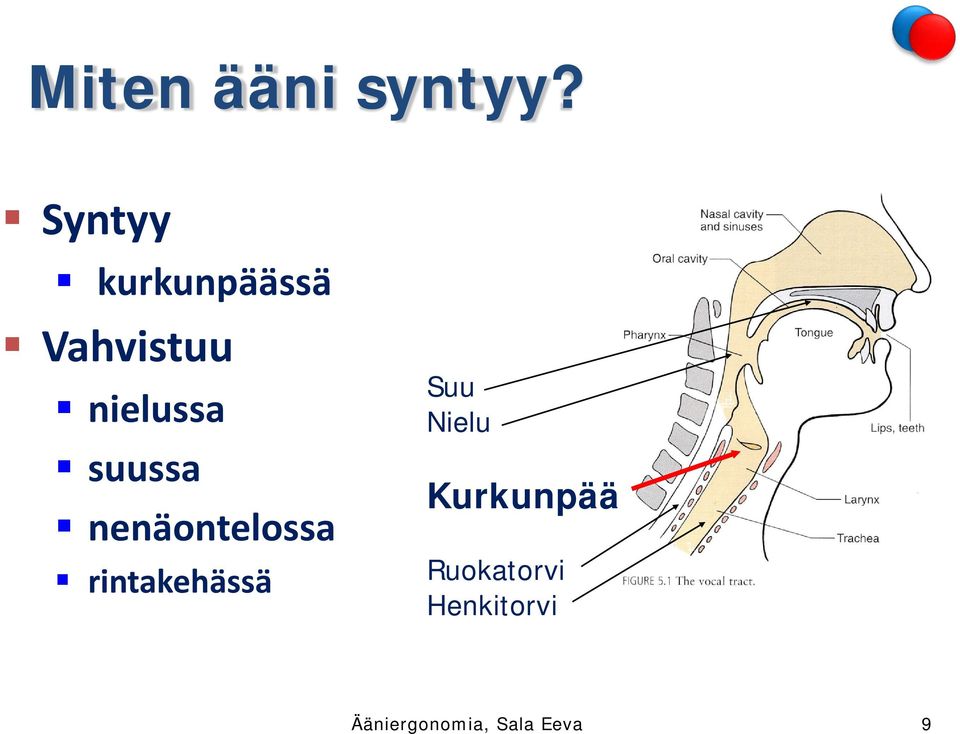 suussa nenäontelossa rintakehässä Suu