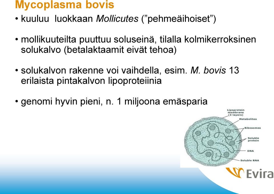 (betalaktaamit eivät tehoa) solukalvon rakenne voi vaihdella, esim. M.