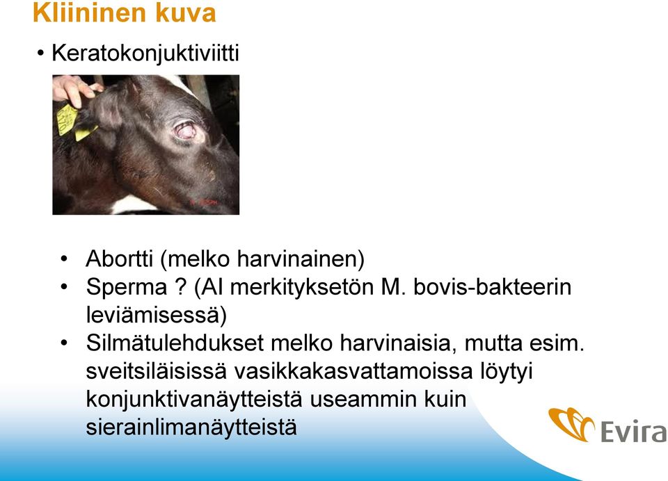 bovis-bakteerin leviämisessä) Silmätulehdukset melko harvinaisia,